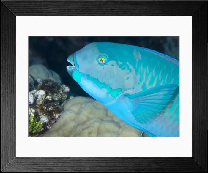 Framed Print : Indian steephead parrotfish (Scarus strongycephalus), beak open feeding, Queensland, Australia, Pacific Framed Print : Indian steephead parrotfish (Scarus strongycephalus), beak open feeding, Queensland, Australia, Pacific