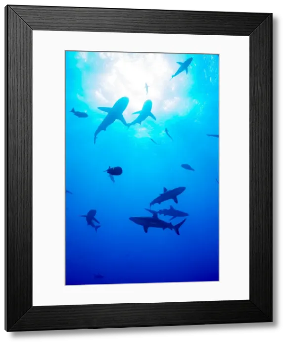 Framed Print : Whitetip reef shark (Triaenodon obesus), a requiem shark in the genus Carcharinidae, Queensland, Australia, Pacific Framed Print : Whitetip reef shark (Triaenodon obesus), a requiem shark in the genus Carcharinidae, Queensland, Australia, Pacific