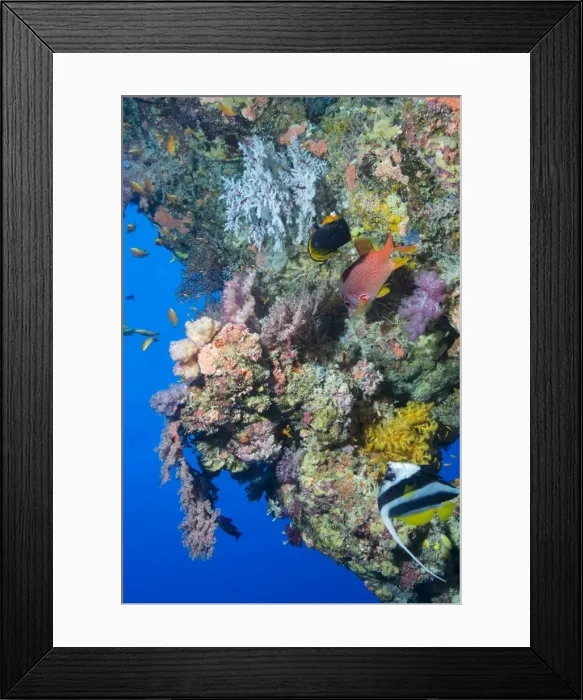 Framed Print : Colourful, coral covered Reef wall at Osprey Reef, Longfin banner fish (Heniochus acuminatus), Coral Sea, Queensland, Australia, Pacific Framed Print : Colourful, coral covered Reef wall at Osprey Reef, Longfin banner fish (Heniochus acuminatus), Coral Sea, Queensland, Australia, Pacific