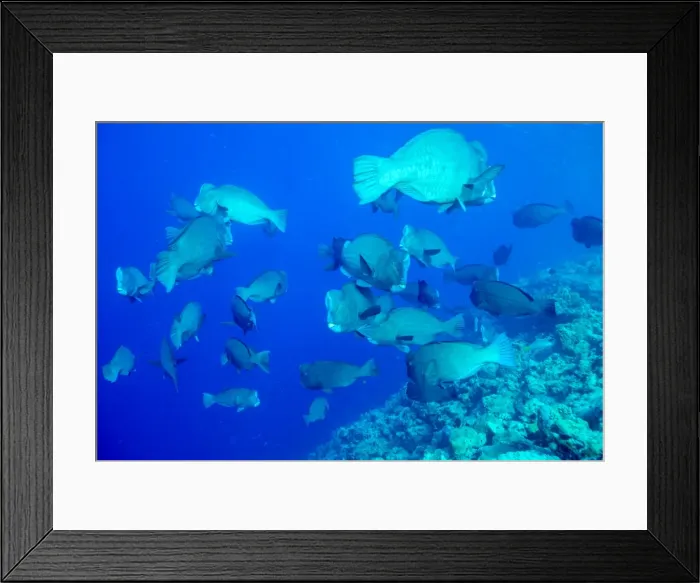 Framed Print : Bumphead parrotfish (Bolbometopon muricatum) schooling. Quensland, Australia, Pacific Framed Print : Bumphead parrotfish (Bolbometopon muricatum) schooling. Quensland, Australia, Pacific