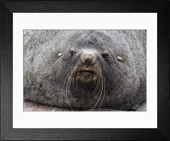 Framed Print : Adult bull Antarctic fur seal (Arctocephalus gazella), head detail, Stromness Harbor Framed Print : Adult bull Antarctic fur seal (Arctocephalus gazella), head detail, Stromness Harbor