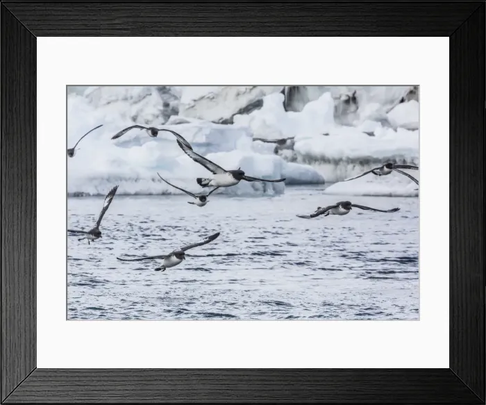 Framed Print : Adult cape petrels (Daption capense) feeding at Brown Bluff, Antarctica, Polar Regions Framed Print : Adult cape petrels (Daption capense) feeding at Brown Bluff, Antarctica, Polar Regions