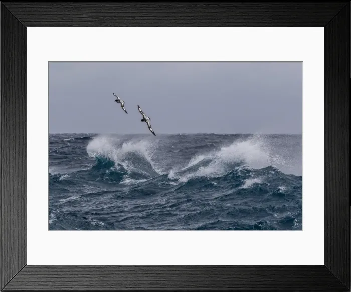 Framed Print : Adult cape petrels (Daption capense) in rough seas in English Strait, South Shetland Islands Framed Print : Adult cape petrels (Daption capense) in rough seas in English Strait, South Shetland Islands