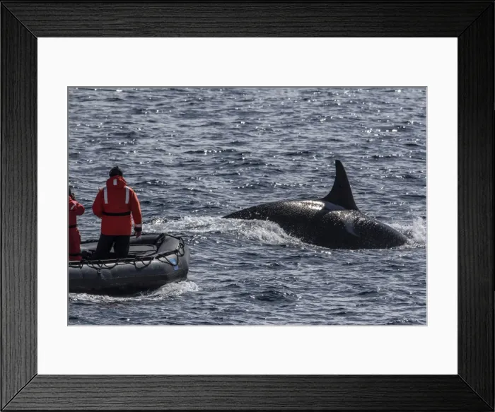 Framed Print : Adult bull Type A killer whale (Orcinus orca) surfacing near researchers in the Gerlache Strait Framed Print : Adult bull Type A killer whale (Orcinus orca) surfacing near researchers in the Gerlache Strait