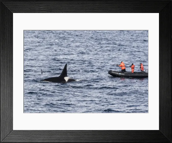 Framed Print : Adult bull Type A killer whale (Orcinus orca) surfacing near researchers in the Gerlache Strait Framed Print : Adult bull Type A killer whale (Orcinus orca) surfacing near researchers in the Gerlache Strait