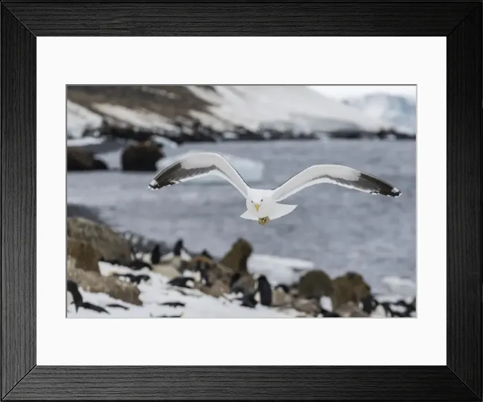 Framed Print : Adult kelp gull (Larus dominicanus) in flight at Brown Bluff, Antarctic Sound, Antarctica Framed Print : Adult kelp gull (Larus dominicanus) in flight at Brown Bluff, Antarctic Sound, Antarctica