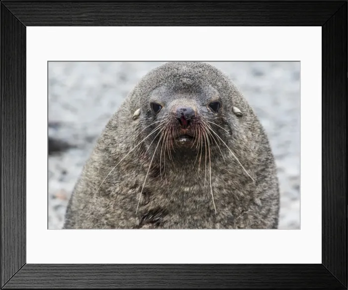 Framed Print : Adult bull Antarctic fur seal (Arctocephalus gazella), head detail, Stromness Harbor Framed Print : Adult bull Antarctic fur seal (Arctocephalus gazella), head detail, Stromness Harbor