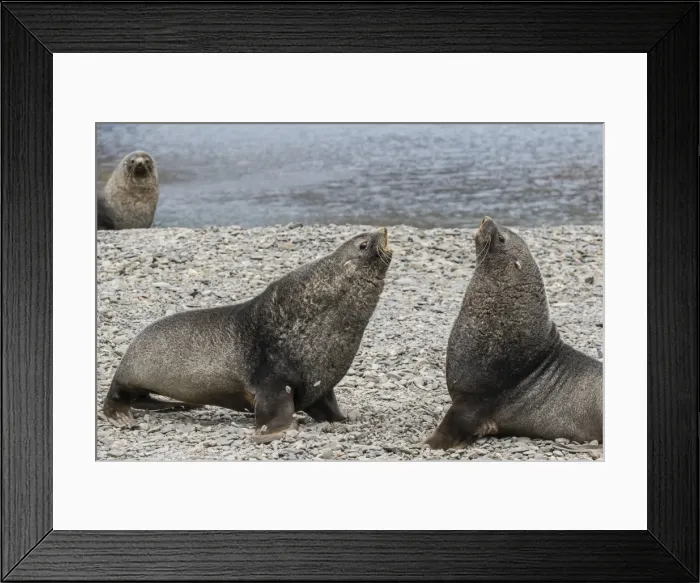 Framed Print : Adult bull Antarctic fur seals (Arctocephalus gazella) fighting in Stromness Harbor Framed Print : Adult bull Antarctic fur seals (Arctocephalus gazella) fighting in Stromness Harbor
