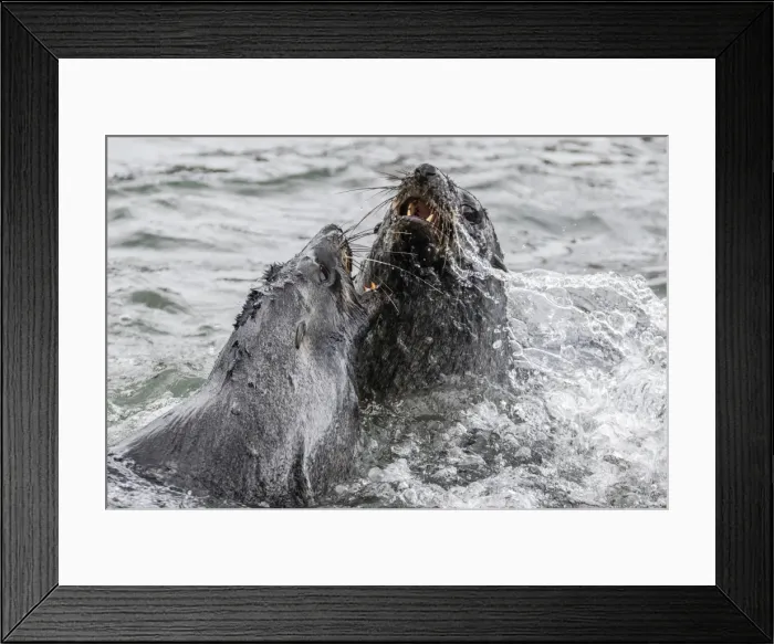 Framed Print : Young Antarctic fur seals (Arctocephalus gazella) mock fighting in Grytviken Harbor Framed Print : Young Antarctic fur seals (Arctocephalus gazella) mock fighting in Grytviken Harbor