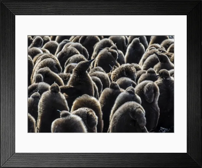 Framed Print : Juvenile king penguins (Aptenodytes patagonicus) at breeding colony at Salisbury Plain Framed Print : Juvenile king penguins (Aptenodytes patagonicus) at breeding colony at Salisbury Plain