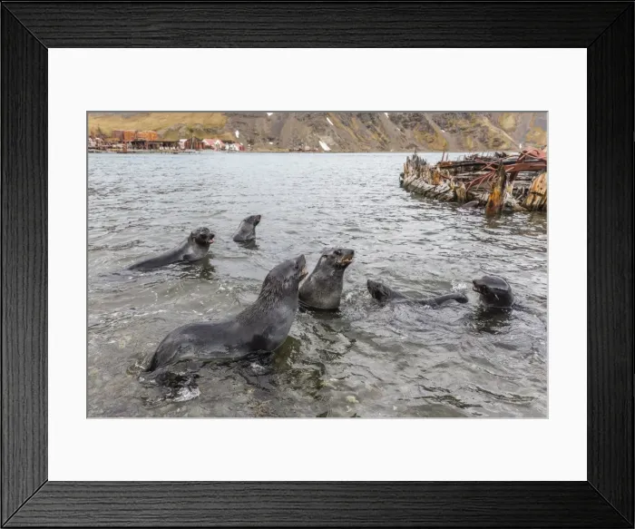 Framed Print : Young Antarctic fur seals (Arctocephalus gazella) mock fighting in Grytviken Harbor Framed Print : Young Antarctic fur seals (Arctocephalus gazella) mock fighting in Grytviken Harbor