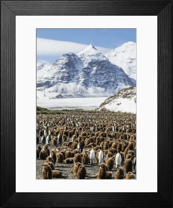 Framed Print : Adult and juvenile king penguins (Aptenodytes patagonicus), at breeding colony at Salisbury Plain