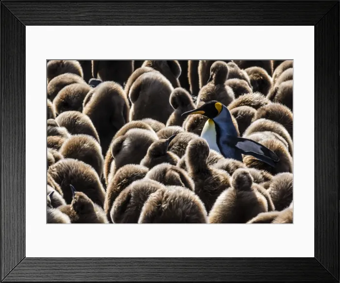 Framed Print : Adult and juvenile king penguins (Aptenodytes patagonicus), at breeding colony at Salisbury Plain Framed Print : Adult and juvenile king penguins (Aptenodytes patagonicus), at breeding colony at Salisbury Plain