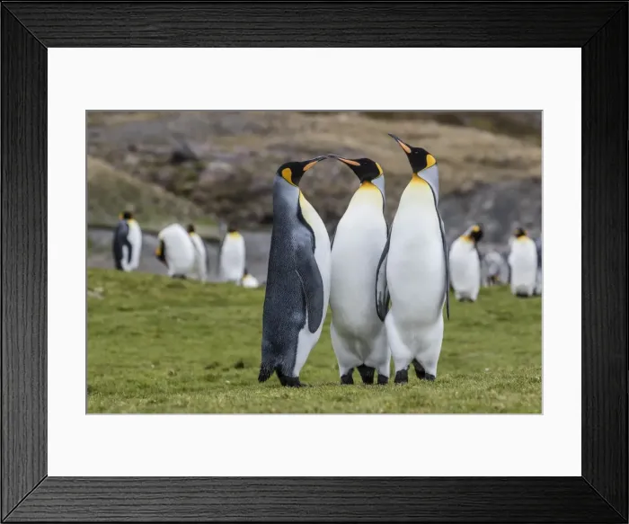 Framed Print : Adult king penguins (Aptenodytes patagonicus) at breeding colony at Fortuna Bay, South Georgia Framed Print : Adult king penguins (Aptenodytes patagonicus) at breeding colony at Fortuna Bay, South Georgia