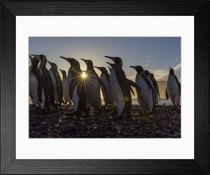 Framed Print : King penguins (Aptenodytes patagonicus) at sunrise, in St. Andrews Bay, South Georgia Framed Print : King penguins (Aptenodytes patagonicus) at sunrise, in St. Andrews Bay, South Georgia