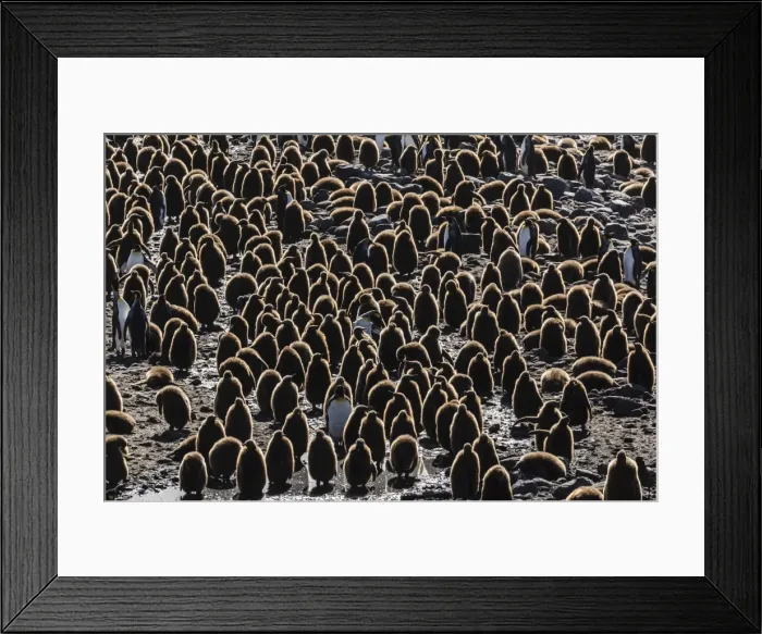 Framed Print : King penguin (Aptenodytes patagonicus) adults with chicks at St. Andrews Bay, South Georgia Framed Print : King penguin (Aptenodytes patagonicus) adults with chicks at St. Andrews Bay, South Georgia