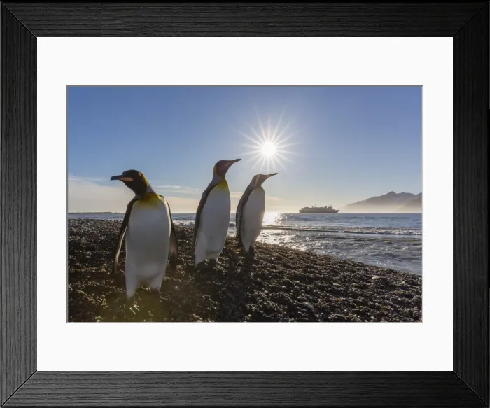 Framed Print : King penguins (Aptenodytes patagonicus) at sunrise, in St. Andrews Bay, South Georgia Framed Print : King penguins (Aptenodytes patagonicus) at sunrise, in St. Andrews Bay, South Georgia