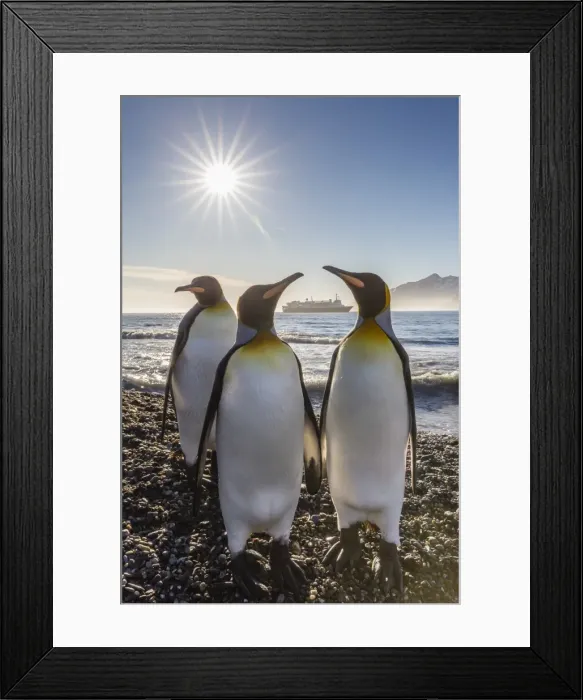 Framed Print : King penguins (Aptenodytes patagonicus) at sunrise, in St. Andrews Bay, South Georgia Framed Print : King penguins (Aptenodytes patagonicus) at sunrise, in St. Andrews Bay, South Georgia