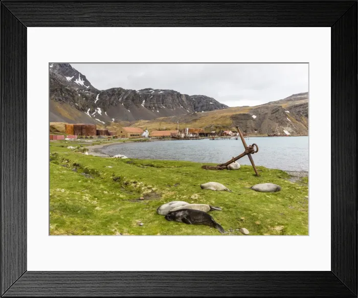 Framed Print : Southern elephant seal pups (Mirounga leonina) after being weaned in Grytviken Harbor Framed Print : Southern elephant seal pups (Mirounga leonina) after being weaned in Grytviken Harbor