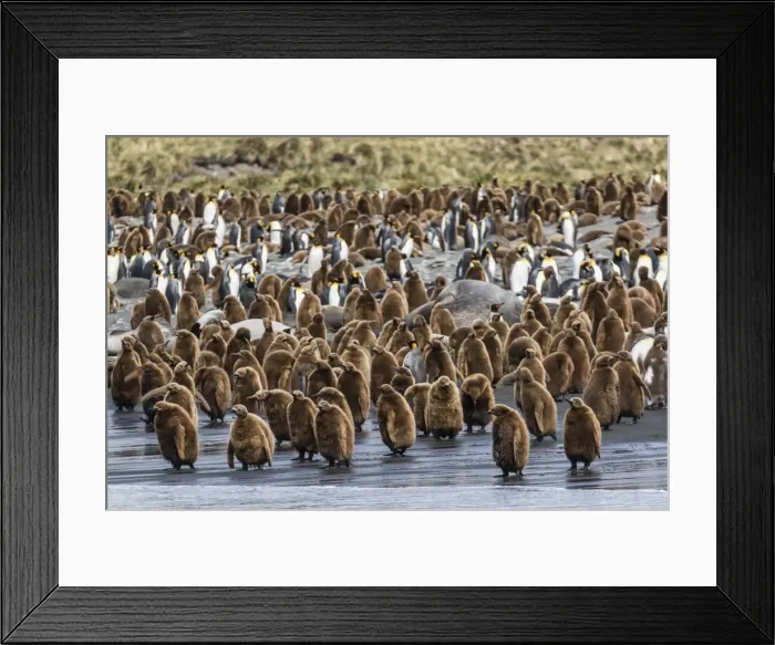 Framed Print : Adult king penguins and okum boy chicks (Aptenodytes patagonicus) heading to sea in Gold Harbor Framed Print : Adult king penguins and okum boy chicks (Aptenodytes patagonicus) heading to sea in Gold Harbor