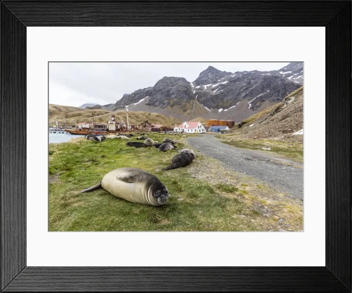 Framed Print : Southern elephant seal pups (Mirounga leonina) after weaning in Grytviken Harbor Framed Print : Southern elephant seal pups (Mirounga leonina) after weaning in Grytviken Harbor