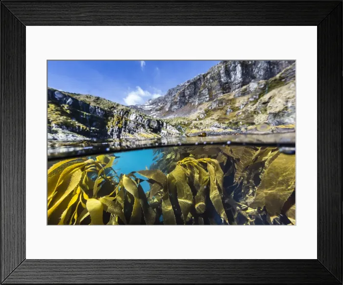 Framed Print : Above and below water view of kelp in Hercules Bay, South Georgia, Polar Regions Framed Print : Above and below water view of kelp in Hercules Bay, South Georgia, Polar Regions