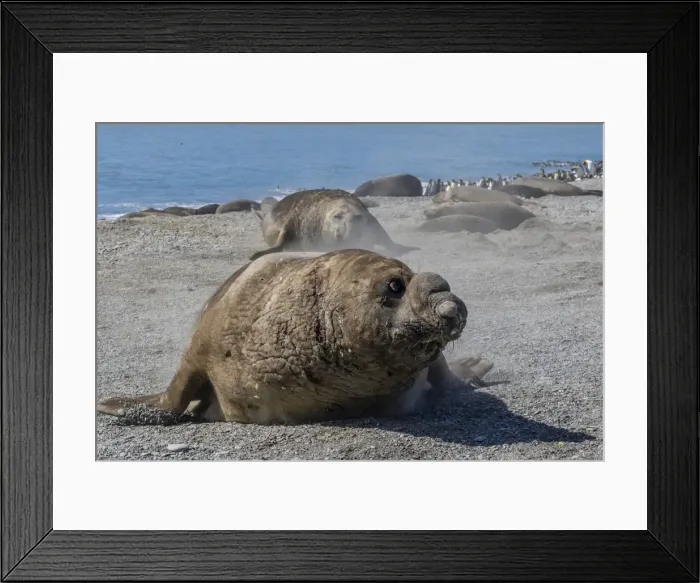 Framed Print : Charging southern elephant seal bull (Mirounga leonina), St. Andrews Bay, South Georgia Framed Print : Charging southern elephant seal bull (Mirounga leonina), St. Andrews Bay, South Georgia