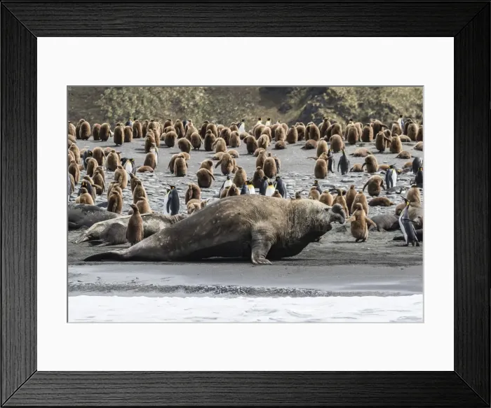 Framed Print : Southern elephant seal bulls (Mirounga leonina) charging on the beach in Gold Harbor Framed Print : Southern elephant seal bulls (Mirounga leonina) charging on the beach in Gold Harbor