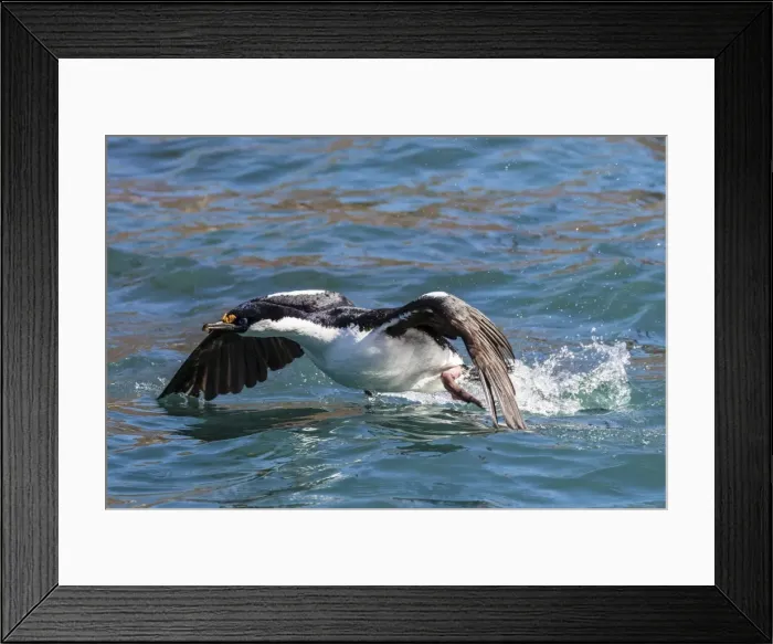 Framed Print : Adult South Georgia shag (Phalacrocorax atriceps georgianus), in Ocean Harbor, South Georgia Framed Print : Adult South Georgia shag (Phalacrocorax atriceps georgianus), in Ocean Harbor, South Georgia