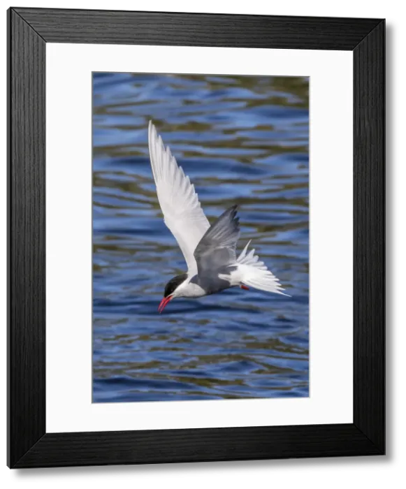 Framed Print : Antarctic tern (Sterna vittata georgiae) in flight in Ocean Harbor, South Georgia Framed Print : Antarctic tern (Sterna vittata georgiae) in flight in Ocean Harbor, South Georgia