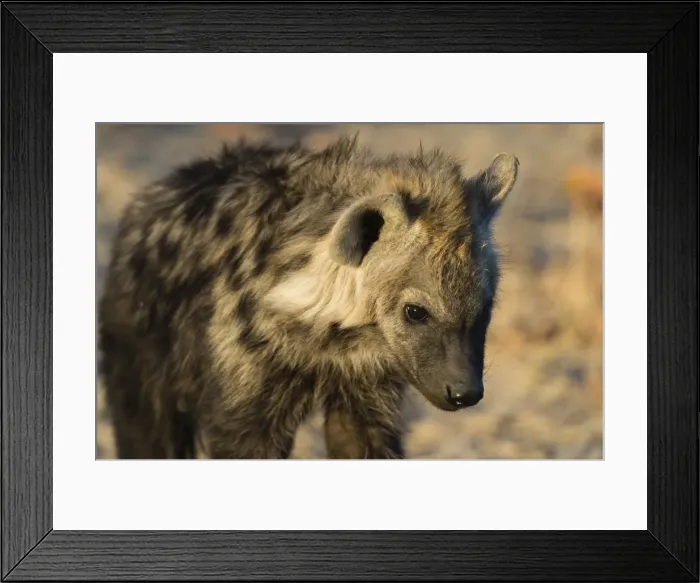 Framed Print : Spotted Hyaena (Crocuta crocuta), Khwai Concession, Okavango Delta, Botswana, Africa Framed Print : Spotted Hyaena (Crocuta crocuta), Khwai Concession, Okavango Delta, Botswana, Africa