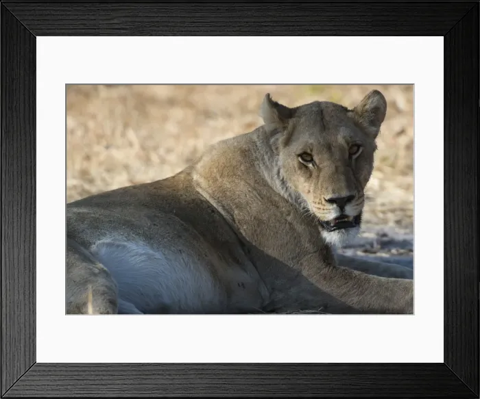 Framed Print : Lioness (Panthera leo), Khwai Concession, Okavango Delta, Botswana, Africa Framed Print : Lioness (Panthera leo), Khwai Concession, Okavango Delta, Botswana, Africa
