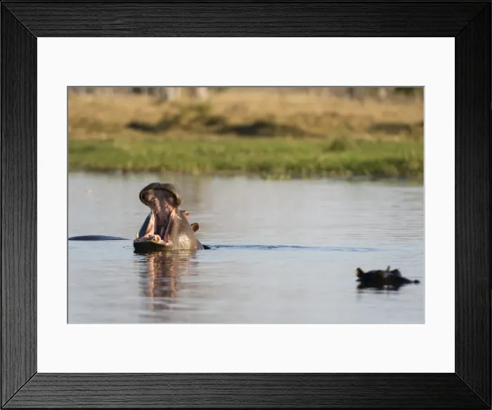 Framed Print : Hippopotamus (Hippopotamus amphibius), Khwai Concession, Okavango Delta, Botswana, Africa Framed Print : Hippopotamus (Hippopotamus amphibius), Khwai Concession, Okavango Delta, Botswana, Africa