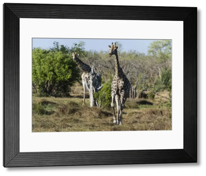 Framed Print : Southern giraffes (Giraffa camelopardalis), Khwai Concession, Okavango Delta, Botswana Framed Print : Southern giraffes (Giraffa camelopardalis), Khwai Concession, Okavango Delta, Botswana