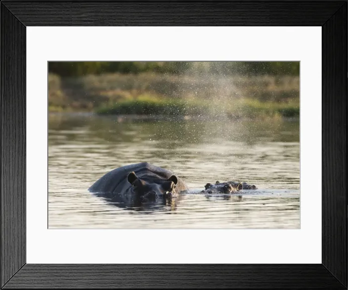 Framed Print : Hippopotamus (Hippopotamus amphibius), Khwai Concession, Okavango Delta, Botswana, Africa Framed Print : Hippopotamus (Hippopotamus amphibius), Khwai Concession, Okavango Delta, Botswana, Africa