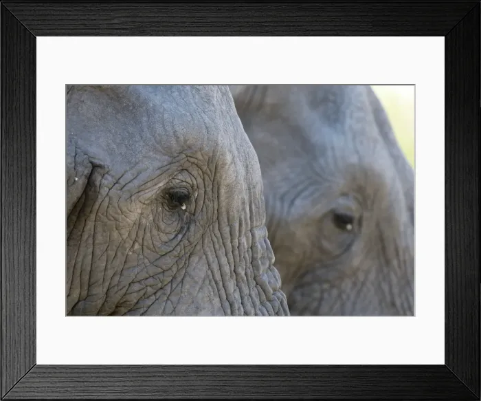 Framed Print : Close-up of two African elephants (Loxodonta africana), Khwai Concession, Okavango Delta Framed Print : Close-up of two African elephants (Loxodonta africana), Khwai Concession, Okavango Delta