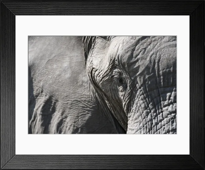 Framed Print : Close-up of an African elephant (Loxodonta africana), Khwai Concession, Okavango Delta Framed Print : Close-up of an African elephant (Loxodonta africana), Khwai Concession, Okavango Delta