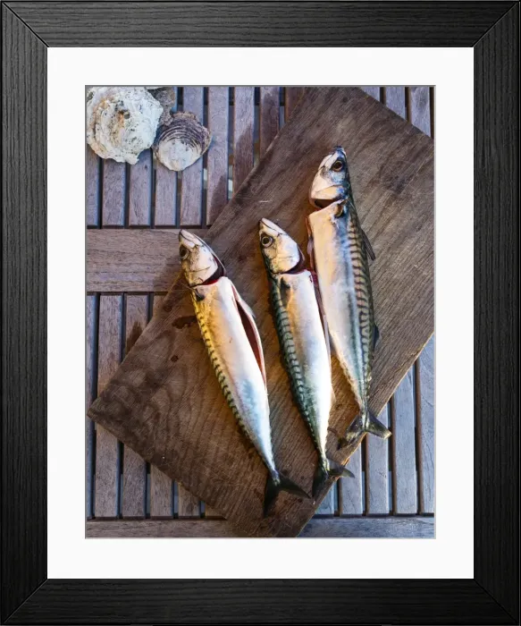 Framed Print : Mackerel fish, Grebbestad, Bohuslan region, west coast, Sweden, Scandinavia, Europe Framed Print : Mackerel fish, Grebbestad, Bohuslan region, west coast, Sweden, Scandinavia, Europe