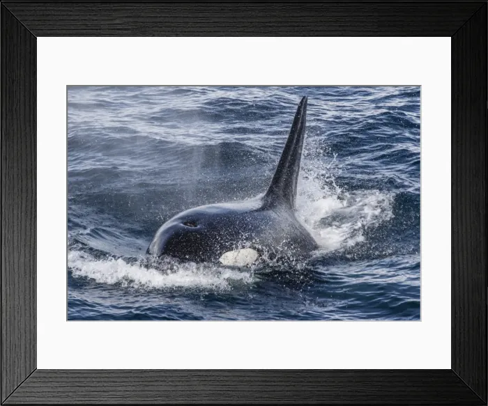 Framed Print : Adult bull Type A killer whale (Orcinus orca) surfacing in the Gerlache Strait, Antarctica Framed Print : Adult bull Type A killer whale (Orcinus orca) surfacing in the Gerlache Strait, Antarctica