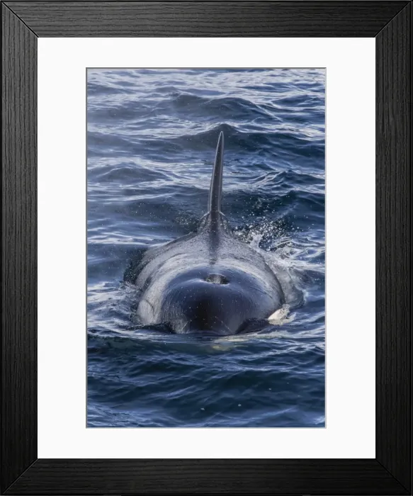 Framed Print : Adult Type A killer whale (Orcinus orca) surfacing in the Gerlache Strait, Antarctica Framed Print : Adult Type A killer whale (Orcinus orca) surfacing in the Gerlache Strait, Antarctica