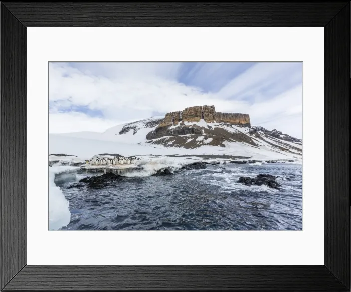 Framed Print : Adelie penguins (Pygoscelis adeliae) at breeding colony at Brown Bluff, Antarctica Framed Print : Adelie penguins (Pygoscelis adeliae) at breeding colony at Brown Bluff, Antarctica