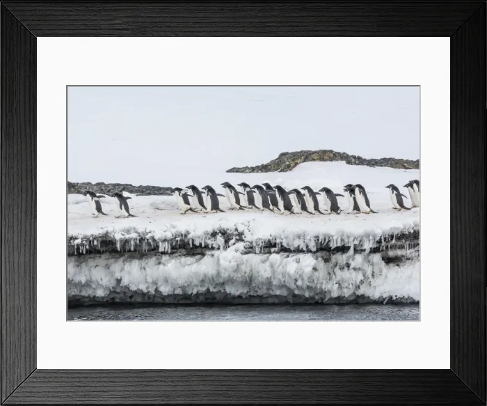 Framed Print : Adelie penguins (Pygoscelis adeliae) at breeding colony at Brown Bluff, Antarctica Framed Print : Adelie penguins (Pygoscelis adeliae) at breeding colony at Brown Bluff, Antarctica