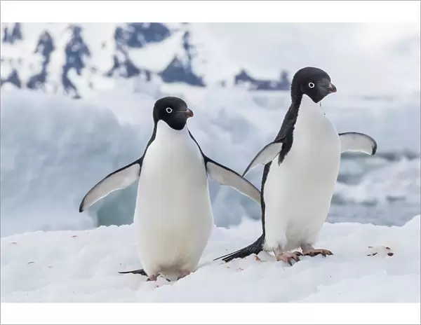 Adelie penguin (Pygoscelis adeliae) pair, at Brown Bluff, Antarctica, Southern Ocean
