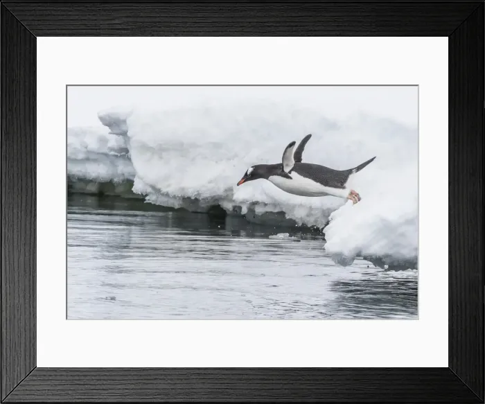 Framed Print : Gentoo penguin (Pygoscelis papua) returning to the sea to feed at Dorian Bay, Antarctica Framed Print : Gentoo penguin (Pygoscelis papua) returning to the sea to feed at Dorian Bay, Antarctica