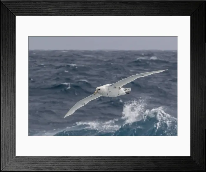 Framed Print : A rare white morph of the southern giant petrel (Macronectes giganteus), English Strait Framed Print : A rare white morph of the southern giant petrel (Macronectes giganteus), English Strait