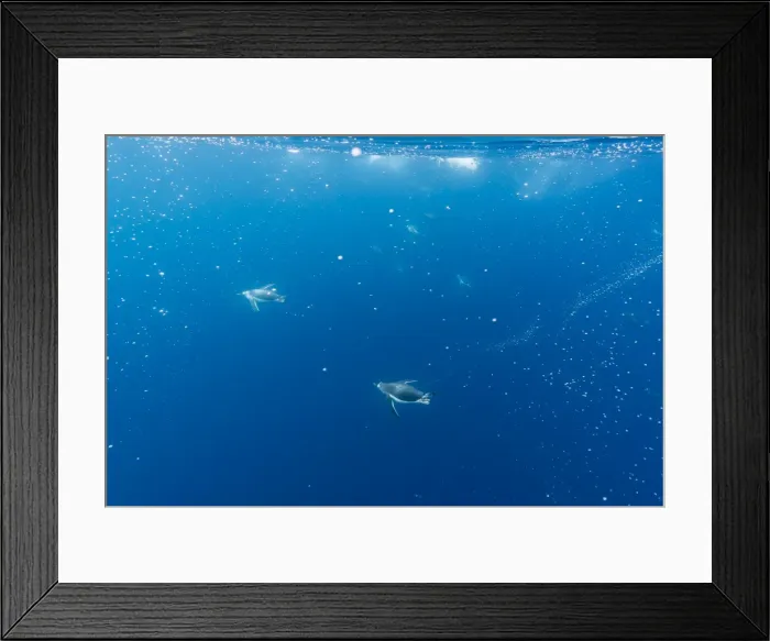 Framed Print : Gentoo penguins (Pygoscelis papua) feeding underwater at Booth Island, Antarctica Framed Print : Gentoo penguins (Pygoscelis papua) feeding underwater at Booth Island, Antarctica