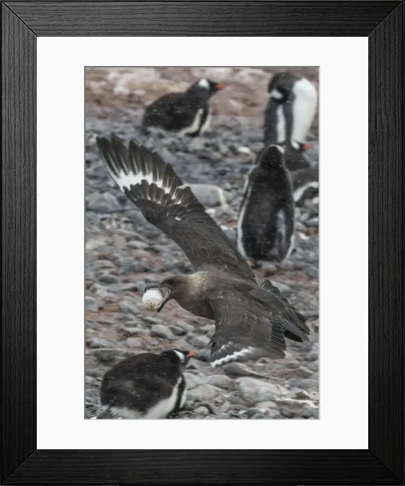 Framed Print : An adult brown skua (Stercorarius spp), with a stolen gentoo penguin egg at Cuverville Island Framed Print : An adult brown skua (Stercorarius spp), with a stolen gentoo penguin egg at Cuverville Island
