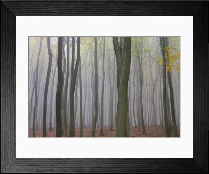 Framed Print : Forest in fog, near Frankfurt, Germany, Europe Framed Print : Forest in fog, near Frankfurt, Germany, Europe