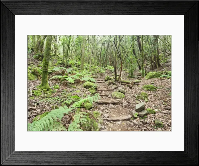 Framed Print : Laurel forest, laurisilva, Parque Nacional de Garajonay, La Gomera, Canary Islands Framed Print : Laurel forest, laurisilva, Parque Nacional de Garajonay, La Gomera, Canary Islands