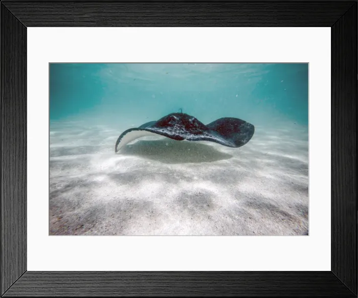 Framed Print : Stingray swim in the bay of Stingray City an authentic sanctuary for marine species Framed Print : Stingray swim in the bay of Stingray City an authentic sanctuary for marine species